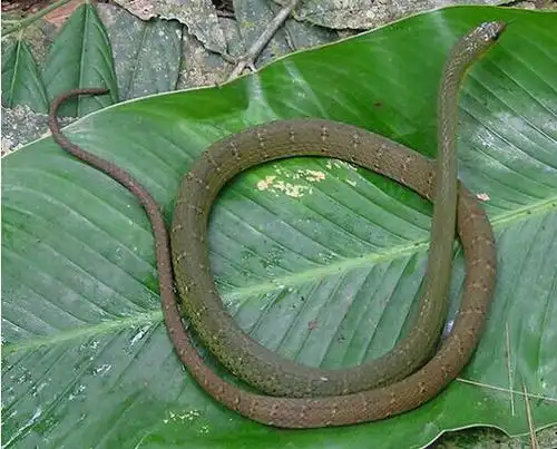 multicinctus /i>&nbsp;(roux,1907))是游蛇科翠青蛇属的一种动物