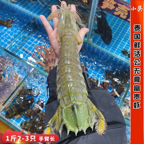 泰国鲜活公富贵虾超特大皮皮虾濑尿虾虾姑虾爬子海鲜水产母带膏虾