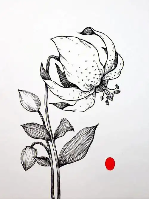 适合新手小白画的百合花绘画步骤图