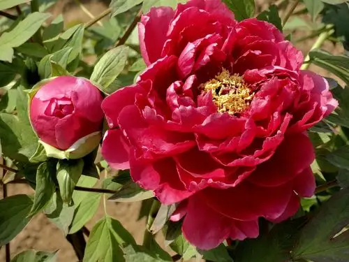 大红牡丹