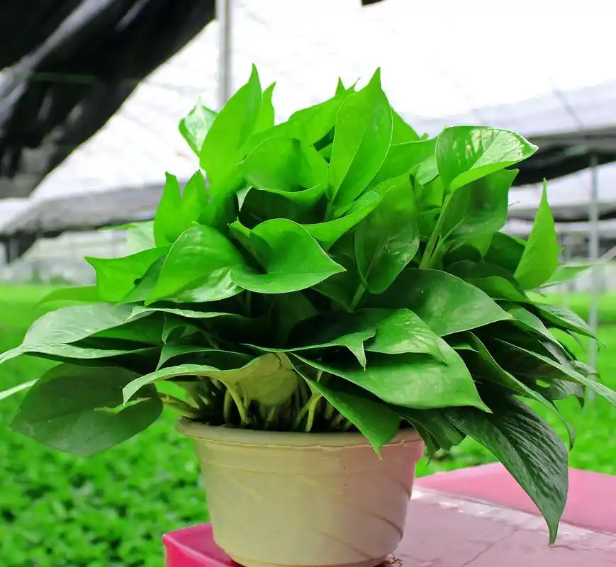 绿萝怎么养?绿萝养殖方法及养护知识大全