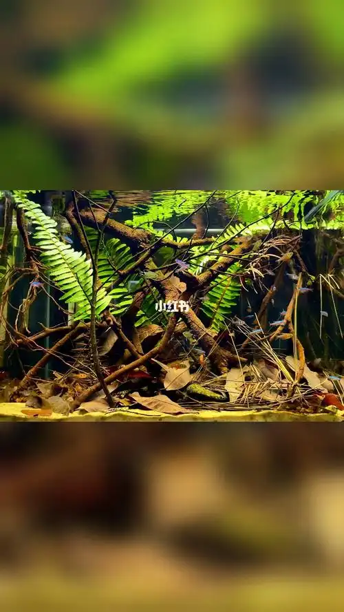 水族热带鱼灯科鱼南美缸原生缸鱼缸鱼缸造景