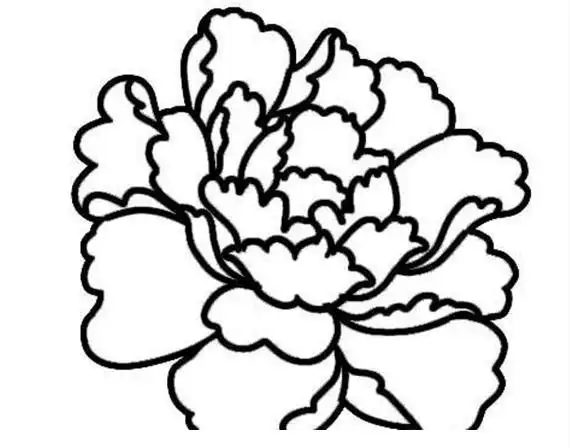 牡丹花怎么画简单好看牡丹花初学画法怎么画牡丹花的简笔画绘画步骤