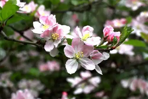 西府海棠蔷薇科苹果属