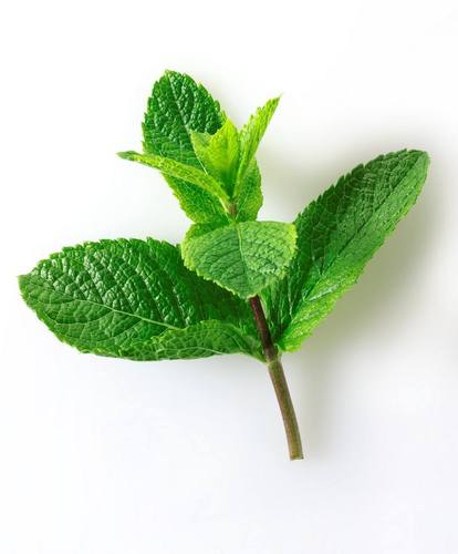 新鲜薄荷叶尖250g尖尖儿叶子调酒佐料新鲜蔬菜5件包邮