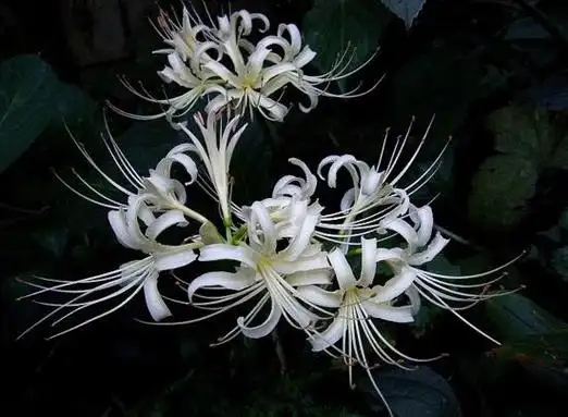 十二星座的死亡之花有哪些,盘点12种寓意死亡的绝美花朵