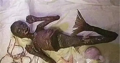 在中国南海发现的唯一记录的美人鱼