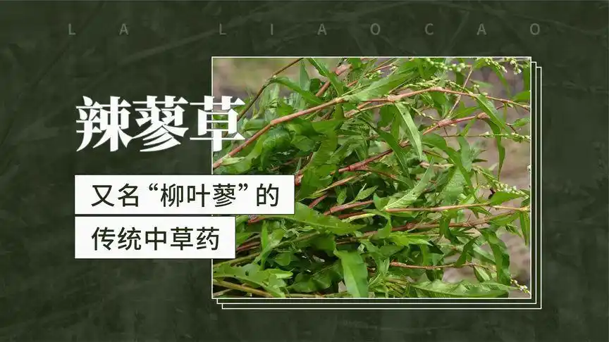 辣蓼草又名"柳叶蓼"的传统中草药-三农视频-搜狐视频