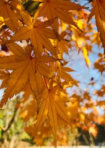 大雪季节后的枫叶仍然如此炫丽多彩.定格那一叶秋色.