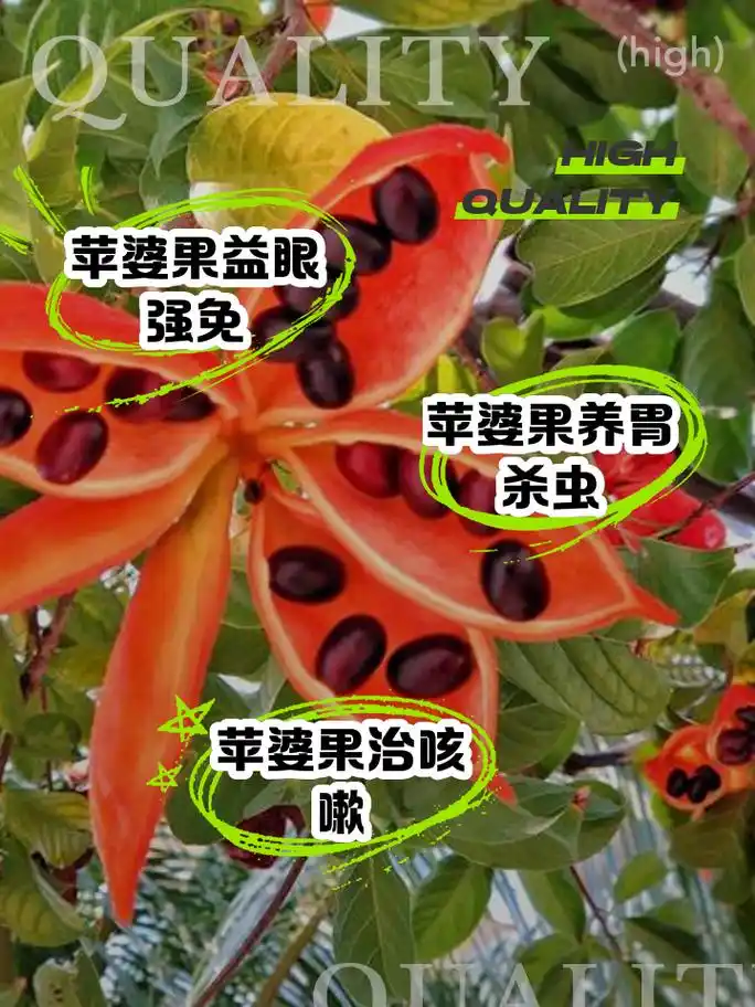 苹婆果的功效与作用