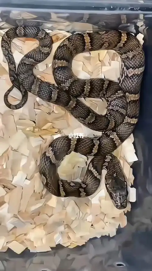 棕黑锦蛇有货