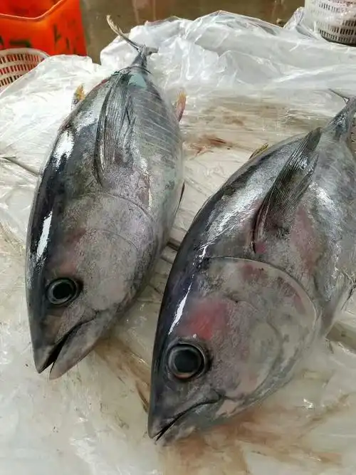 大目金枪鱼,需整条预订,20-50斤一条.