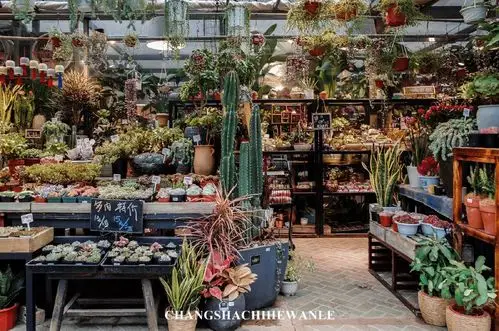 探访长沙花鸟鱼虫市场藏在城市角落的生活小美好