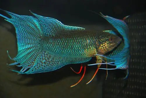 季末晒国斗之越南黑叉尾斗鱼