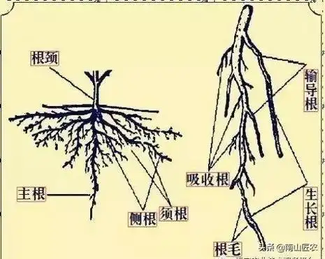 实用植物生理学之植物根系