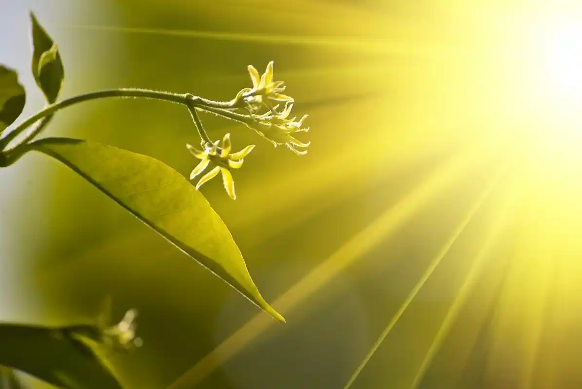 高清阳光绿叶图片