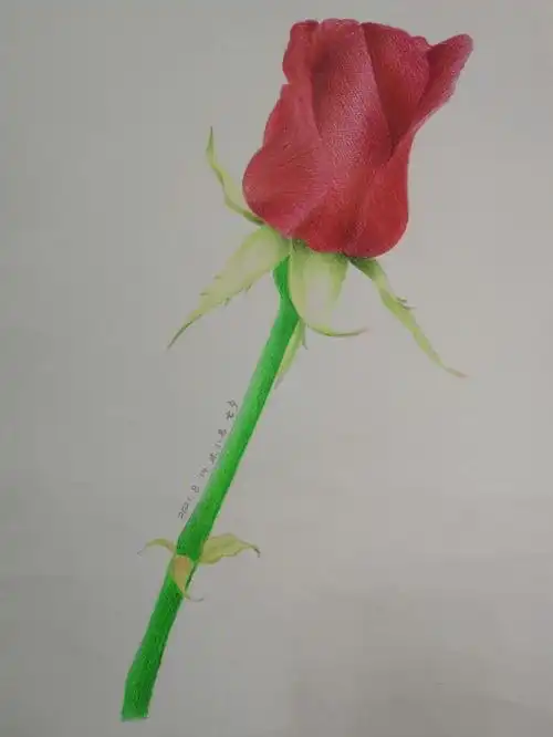 我的第七幅彩铅画玫瑰附入门步骤图