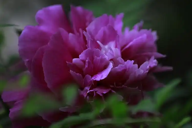 国色天香牡丹花