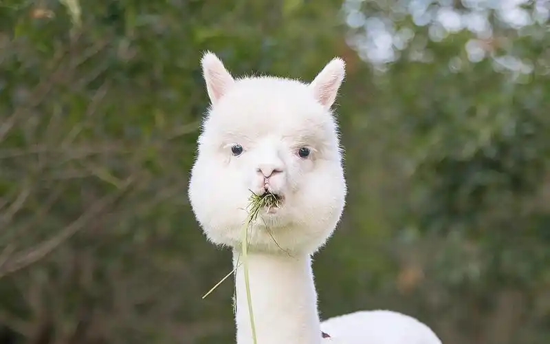 偶遇一只羊驼宝宝,这也太可爱了吧!