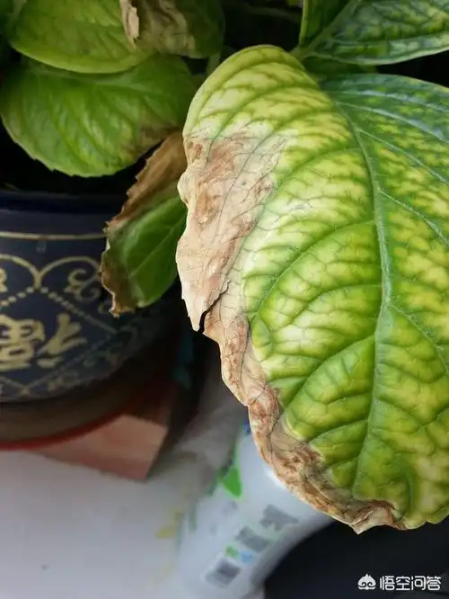 绣球叶子出现干边是怎么回事?该怎么解决?-生活百科