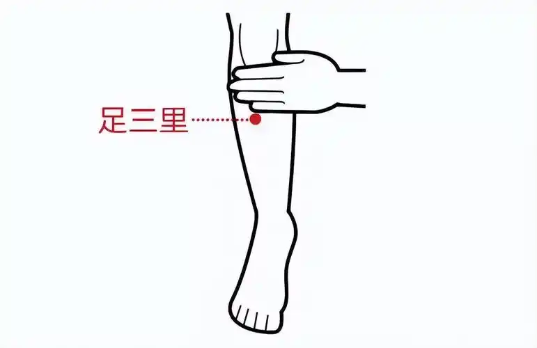 第一个穴位:足三里
