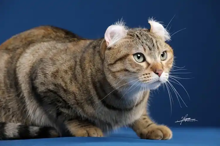 amyworks-美国卷耳猫|摄影|宠物摄影|amyworks赛猫摄