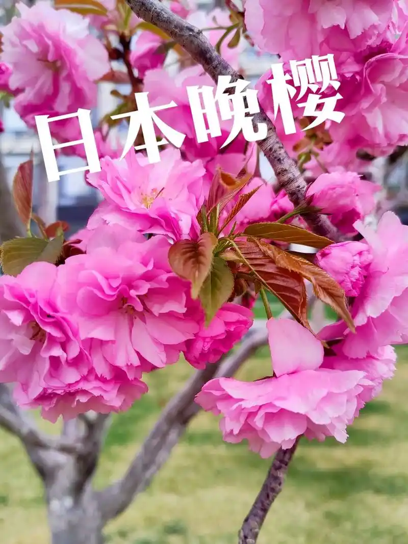 身边植物之日本晚樱:别名重瓣樱花,重瓣晚樱,矮樱.蔷薇科樱花 - 抖音