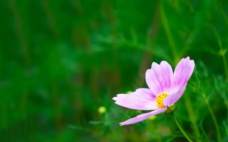 win10高清护眼植物桌面壁纸 第二辑