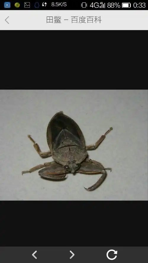 私信ta  展开全部 楼主你好,这是椿象科昆虫,学名叫田鳖,也叫负子蝽