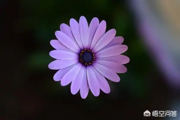 花季来临七大拍花技巧送给你学会3种轻松驾驭任何花朵拍摄