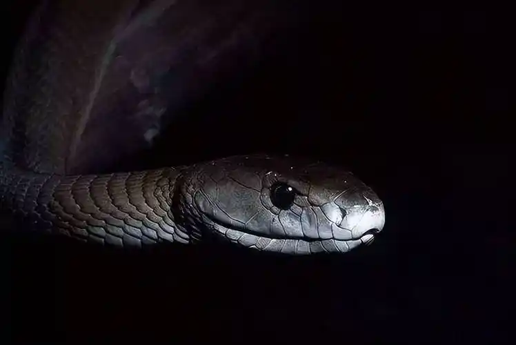 以毒蛇为食的鸟类,吃蛇就像吃辣条一样,黑曼巴蛇都逃不掉_猛禽_猎物