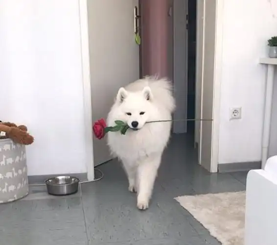 浪漫萨摩耶叼玫瑰送主银共进晚餐甜翻网友天天都是情人节