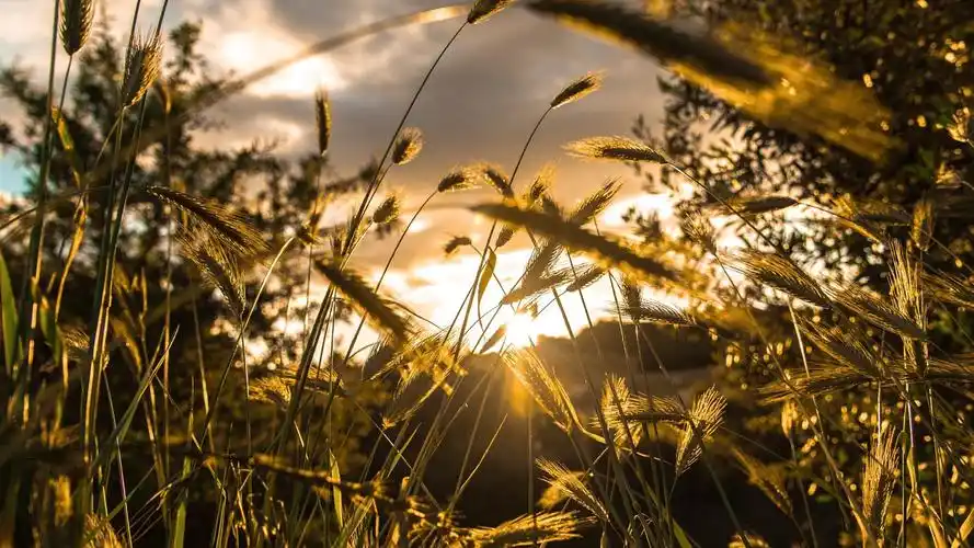 下载1920x1080 全高清 光,草,背景虚化,阳光 桌布, 图片