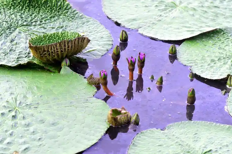 据资料记载,芡实,又叫鸡头米,睡莲科芡属一年生水生草本植物