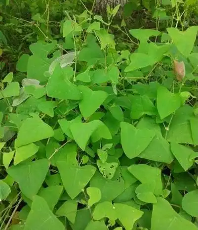 村名叫它蛇倒退,难道蛇看到这种植物也要回避吗,但它还有个俗称拦路虎