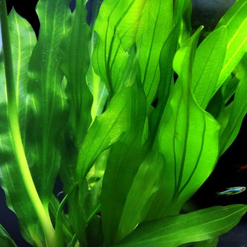 大九叶皇冠草真水草鱼缸装饰活体懒人水草淡水有茎类中后景阴性草