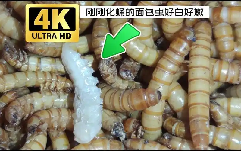 4k超清面包虫刚化蛹4k超清带你看面包虫化蛹