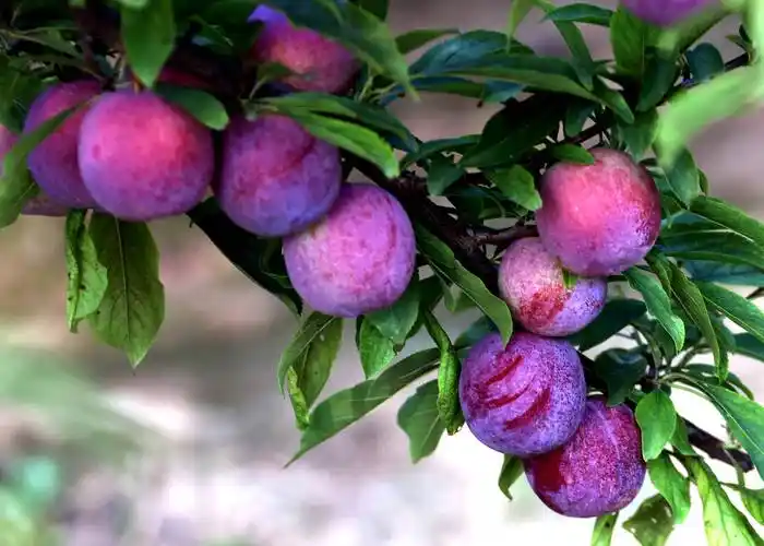 陕西大荔段家镇特色产业李子成熟走红全国