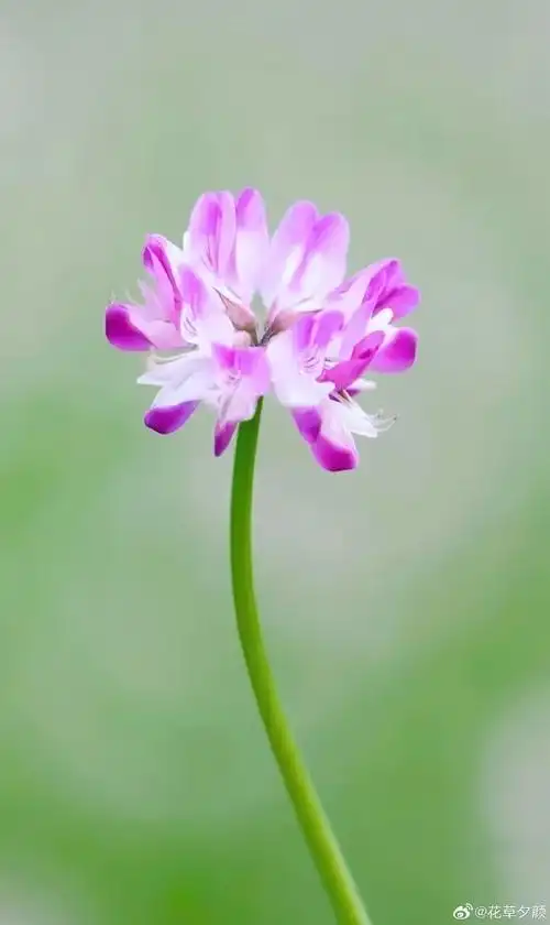 壁纸 花 桌面 690_1159 竖版 竖屏 手机