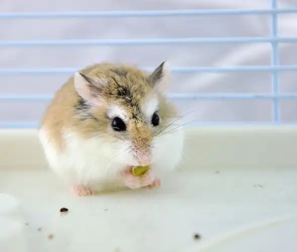 沙漠侏儒仓鼠词条图册_百度百科