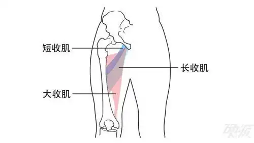 大腿内侧肉嘟嘟三招解决美腿难题