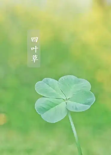 四叶草为什么那么少见(教你寻找真正的四叶草)(2)