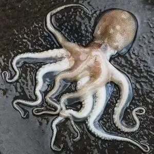 火锅八抓鱼爪价格