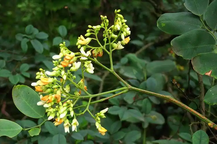 【黄檀】豆科,黄檀属