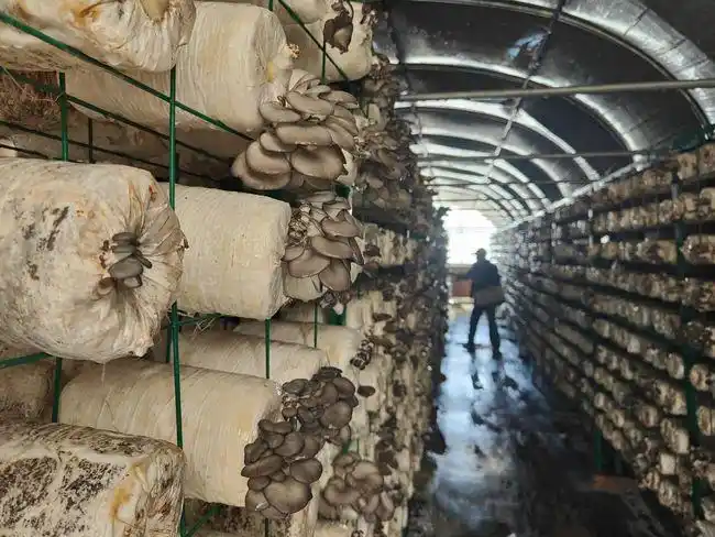 蘑菇种植网格架层架食用菌网格架子