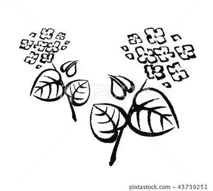 荞麦花简笔画简单