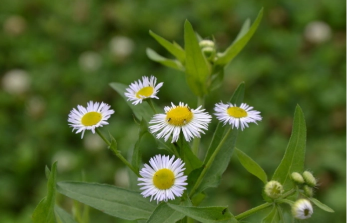 墙头草原来就是一年蓬