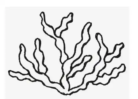 幼儿简笔画海草图片大全 中级简笔画教程-第1张