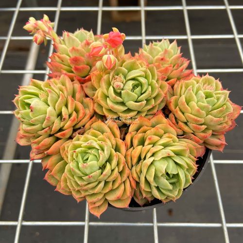 满额包邮多肉故事馆 【酸橙辣椒群生】四季好养果冻色盆栽防辐射