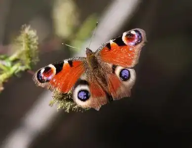夜孔雀是属于昆虫纲鳞翅目的动物吗?